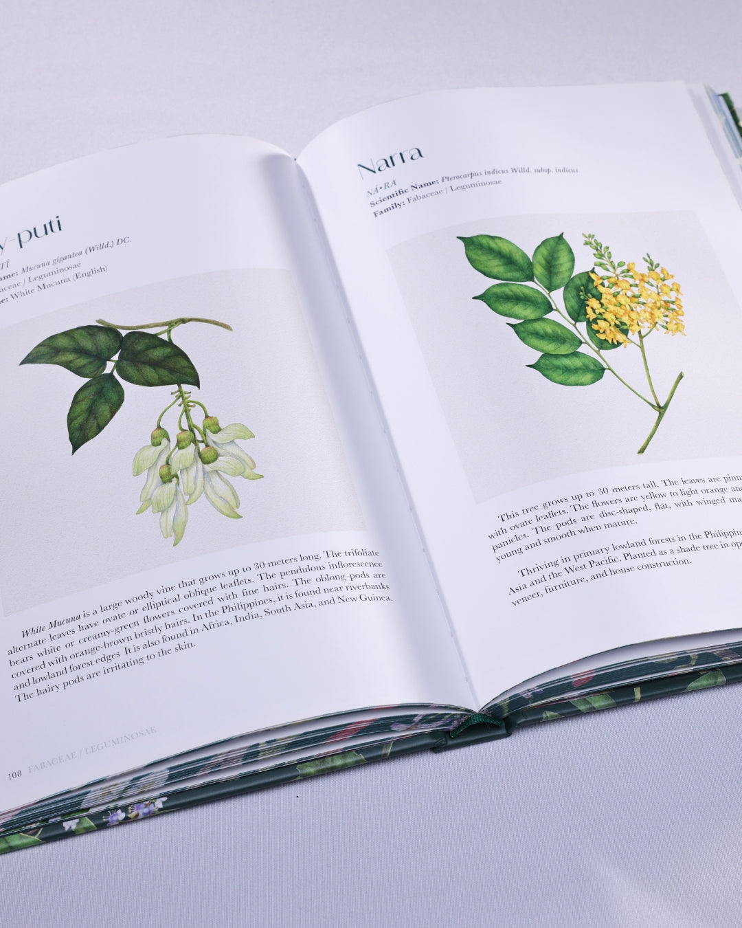 Flowers of the Philippines: A Selection of Botanical Illustrations